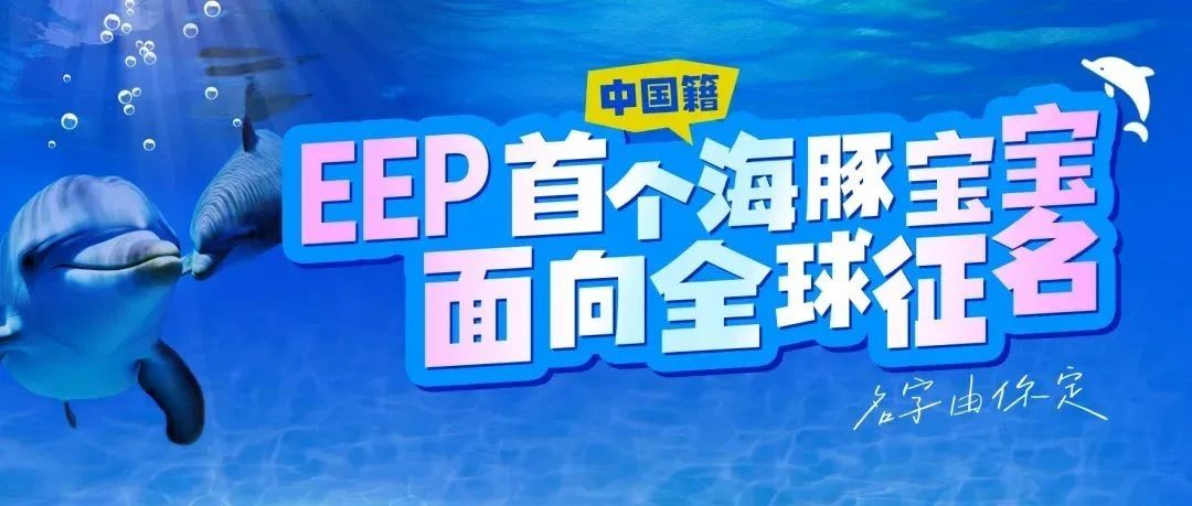 【正式官宣】EEP首个中国籍海豚宝宝，全球征名啦！