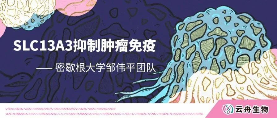 Cancer Cell | 密歇根大学邹伟平团队发现SLC13A3赋予肿瘤细胞铁死亡抗性并削弱肿瘤免疫治疗疗效