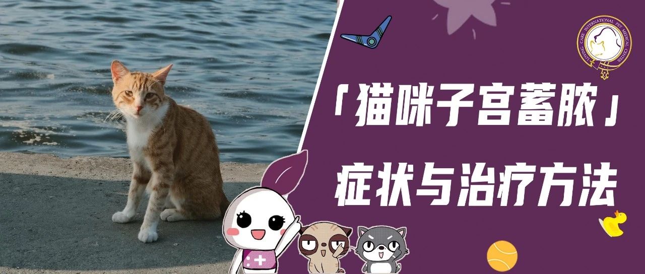 猫咪患上子宫蓄脓后，会出现哪些症状呢？