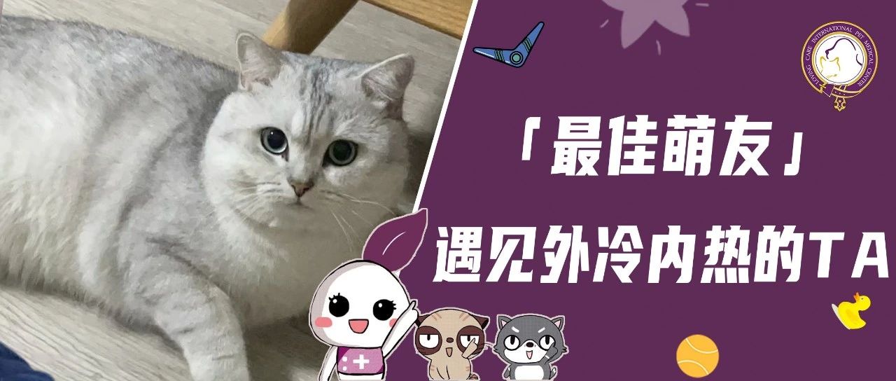 【最佳萌友】遇见外冷内热的TA｜留学顾问宠爸和高智商机灵鬼的奇妙组合